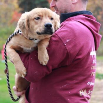 CT Cragheart -  Golden Retriever and Mixed Breed Dog for Adoption in Stormville, New York - CT Cragheart | PetCurious
