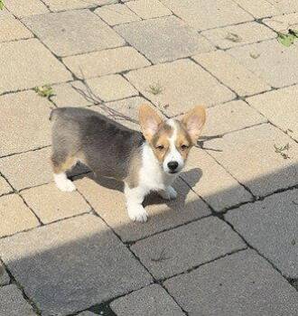 Ferb -  Cardigan Welsh Corgi Dog for Adoption in Wheaton, Illinois - Ferb | PetCurious