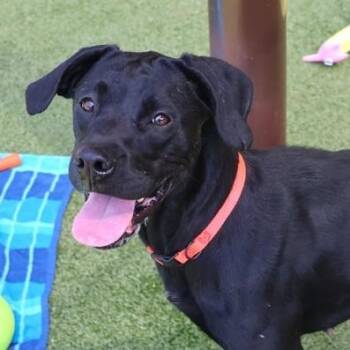 Harley -  Labrador Retriever Dog for Adoption in Bethel, Connecticut - Harley | PetCurious