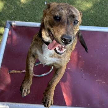 Chew-Chew - Butler Campus -  Mixed Breed Dog for Adoption in Flagstaff, Arizona - Chew-Chew - Butler Campus | PetCurious