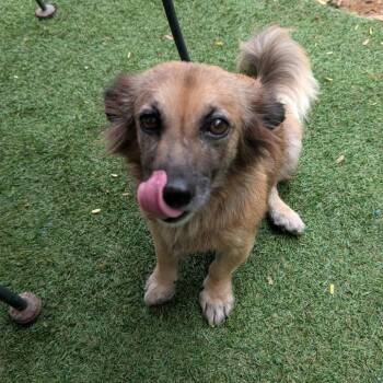 Latte -  Fox Terrier Dog for Adoption in Frederiksted, St. Croix - Latte | PetCurious