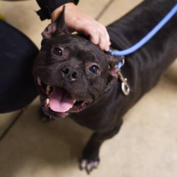 Rescue Pit Bull Terrier Dogs for Adoption in Walker, Michigan - Marigold | PetCurious