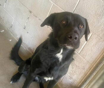 Rescue Labrador Retriever Dogs for Adoption in San Diego, California - Maeve | PetCurious