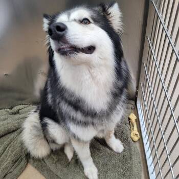 Tracey -  Husky and Alaskan Malamute Dog for Adoption in Corpus Christi, Texas - Tracey | PetCurious