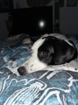 Rescue Australian Cattle Dog Blue Heeler and Mixed Breed Dogs for Adoption in Fort Worth, Texas - Billy Jo | PetCurious