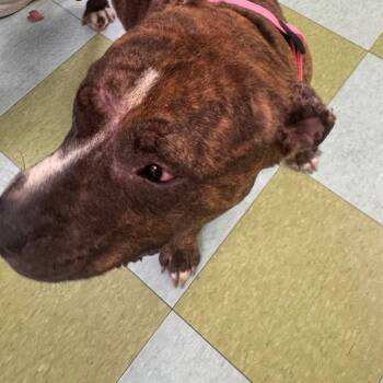 Ollie -  Mixed Breed Dog for Adoption in Philadelphia, Pennsylvania - Ollie | PetCurious