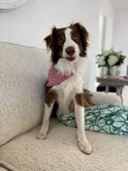 Luna Love Struck -  Australian Shepherd Dog for Adoption in Friendswood, Texas - Luna Love Struck | PetCurious