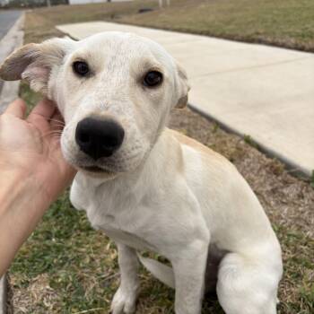 Labrador Retriever Dogs Available for Adoption - Louise | PetCurious