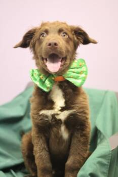 Retriever Dogs Available for Adoption - Woody In NH! Come Meet Our Adoptable Dogs Wednesday-Saturday. Mo | PetCurious