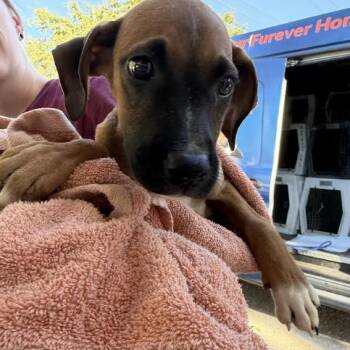 Morbiasa -  Labrador Retriever Dog for Adoption in Austin, Texas - Morbiasa | PetCurious