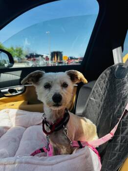 Mixed Breed Dogs Available for Adoption in Wayne, New Jersey - PEEPsqueak | PetCurious