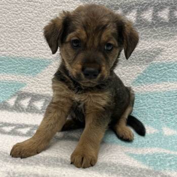 Rescue Mixed Breed Dogs for Adoption in Beaumont, Texas - Green Bean | PetCurious