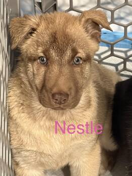 Nestle -  German Shepherd Dog and Husky Dog for Adoption - Nestle | PetCurious