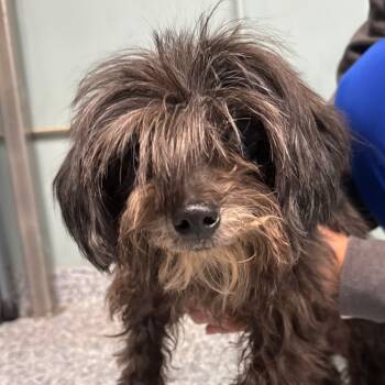 Rescue Shih Tzu Dogs for Adoption in Greenville, South Carolina - Cordelia | PetCurious