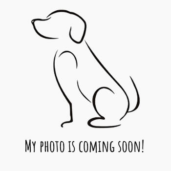 Rescue German Shepherd Dog and Mixed Breed Dogs for Adoption in Los Angeles, California - Joey A2242842 | PetCurious