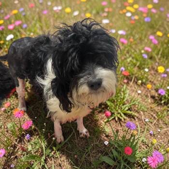 Fiona -  Cockapoo Dog for Adoption in Elyria, Ohio - Fiona | PetCurious