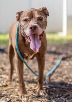 Cavalli -  Mixed Breed Dog for Adoption in Chamblee, Georgia - Cavalli | PetCurious