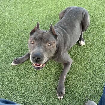 Pit Bull Terrier Dogs Available for Adoption in Truth Or Consequences, New Mexico - Moto Moto | PetCurious