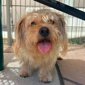 Papa Smurf -  Terrier and Mixed Breed Dog for Adoption in San Pablo, California - Papa Smurf | PetCurious