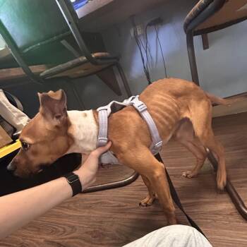 Willow 6893 -  Mixed Breed Dog for Adoption in Loxahatchee Groves, Florida - Willow 6893 | PetCurious