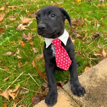 Rescue Mixed Breed Dogs for Adoption in Brownsboro, Alabama - Goldfish | PetCurious