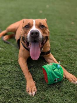 Jeremy -  Mixed Breed Dog Available for Adoption in Durham, North Carolina - Jeremy | PetCurious
