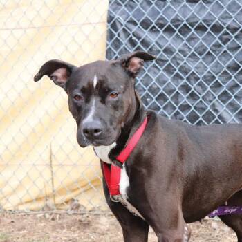 Pit Bull Terrier and Mixed Breed Dogs Available for Adoption - Tiger | PetCurious