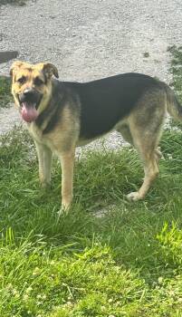 Diesel -  German Shepherd Dog Dog for Adoption in Clay City, Kentucky - Diesel | PetCurious