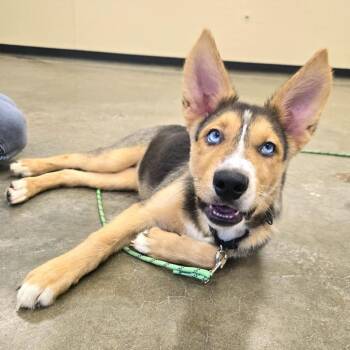 Panini -  Husky and Mixed Breed Dog for Adoption in Champaign, Illinois - Panini | PetCurious