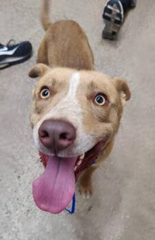 Taquito -  Cattle Dog and Mixed Breed Dog for Adoption in Fruit Heights, Utah - Taquito | PetCurious