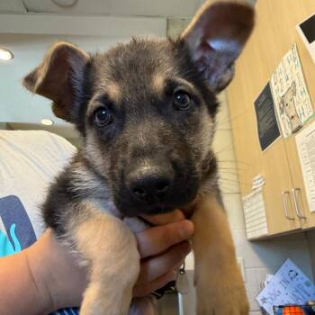 Paulson -  German Shepherd Dog Dog Available for Adoption in Wilmington, Delaware - Paulson | PetCurious