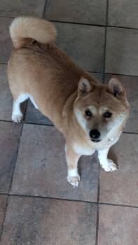 Rita -  Shiba Inu Dog for Adoption in Toms River, New Jersey - Rita | PetCurious