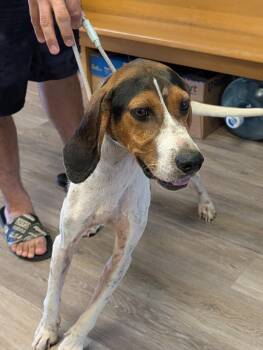 Daisy -  Mixed Breed Dog for Adoption in Shelbyville, Tennessee - Daisy | PetCurious