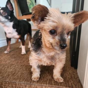 Princess -  Yorkshire Terrier Dog for Adoption in Los Angeles, California - Princess | PetCurious