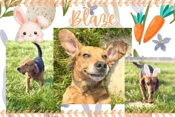 Beagle Dogs Available for Adoption in Hopkinsville, Kentucky - Blaze | PetCurious