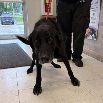 Eels & Escalators -  Mixed Breed Dog for Adoption in Davenport, Iowa - Eels & Escalators | PetCurious