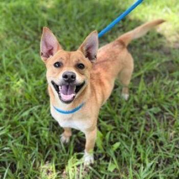 Grilled Cheese -  Mixed Breed Dog for Adoption in Cooperstown, New York - Grilled Cheese | PetCurious