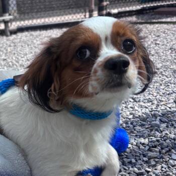 Corn Dog -  Mixed Breed and Shih Tzu Dog for Adoption in York, Pennsylvania - Corn Dog | PetCurious