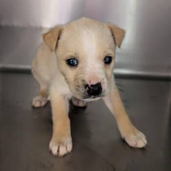 Shepherd Dogs Available for Adoption - Spanky | PetCurious