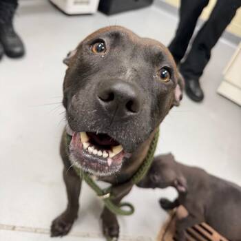 Mixed Breed Dogs Available for Adoption - Destiny | PetCurious