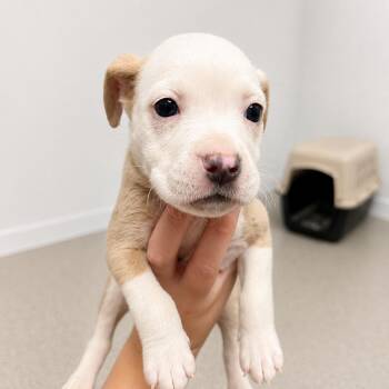 Madame Mim -  American Staffordshire Terrier Dog for Adoption in Portland, Maine - Madame Mim | PetCurious