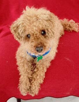Bucky -  Poodle Dog for Adoption in Warren, New Jersey - Bucky | PetCurious