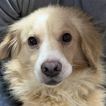 Pappy -  Mixed Breed Dog for Adoption in Columbia, South Carolina - Pappy | PetCurious