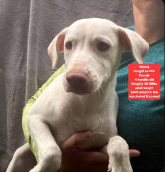 Winnie -  Corgi and Labrador Retriever Dog for Adoption in Oviedo, Florida - Winnie | PetCurious