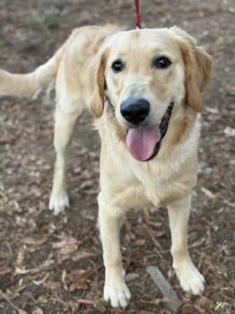 River -  Golden Retriever and Labrador Retriever Dog for Adoption in Yuba City, California - River | PetCurious