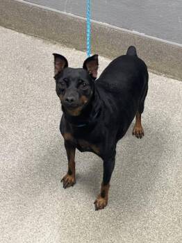 Miniature Pinscher Dogs Available for Adoption in Las Vegas, Nevada - TINY | PetCurious