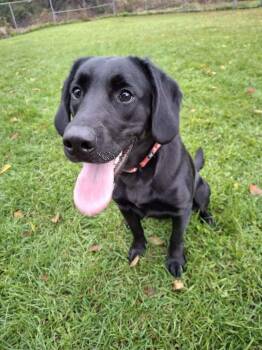 Rescue Labrador Retriever Dogs for Adoption in Ironwood, Michigan - MARGO | PetCurious