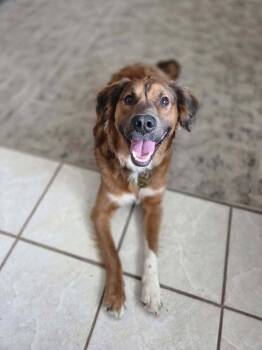 Rocky -  Australian Shepherd and Mixed Breed Dog for Adoption in St. Augustine, Florida - Rocky | PetCurious