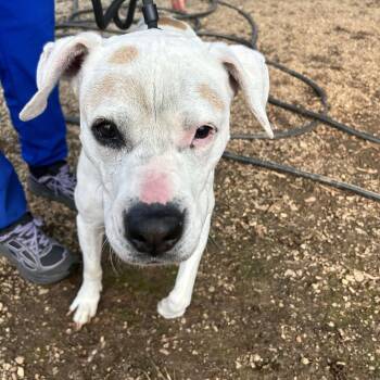 American Staffordshire Terrier Dogs Available for Adoption - June | PetCurious