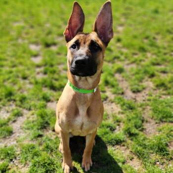 Belgian Shepherd Malinois Dogs Available for Adoption in Fort Wayne, Indiana - Echo | PetCurious